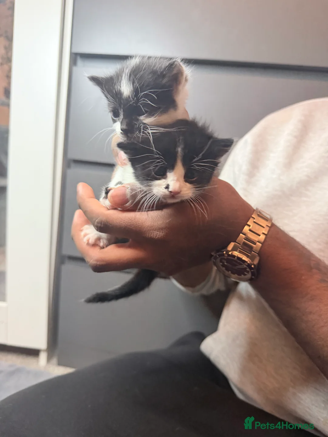 American Shorthair cats for sale: American shorthair/domestic shorthair kittens   in London - Advert 15