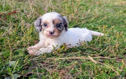 Cavapoo dogs for sale: Stunning CAVAPOO pups, DNA health tested parents - Image 6