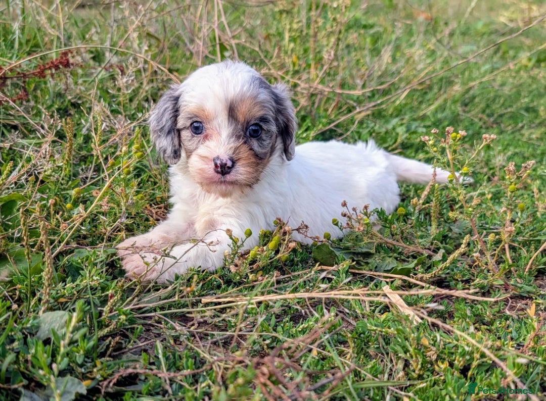 Cavapoo dogs for sale: Stunning CAVAPOO pups, DNA health tested parents - Image 6