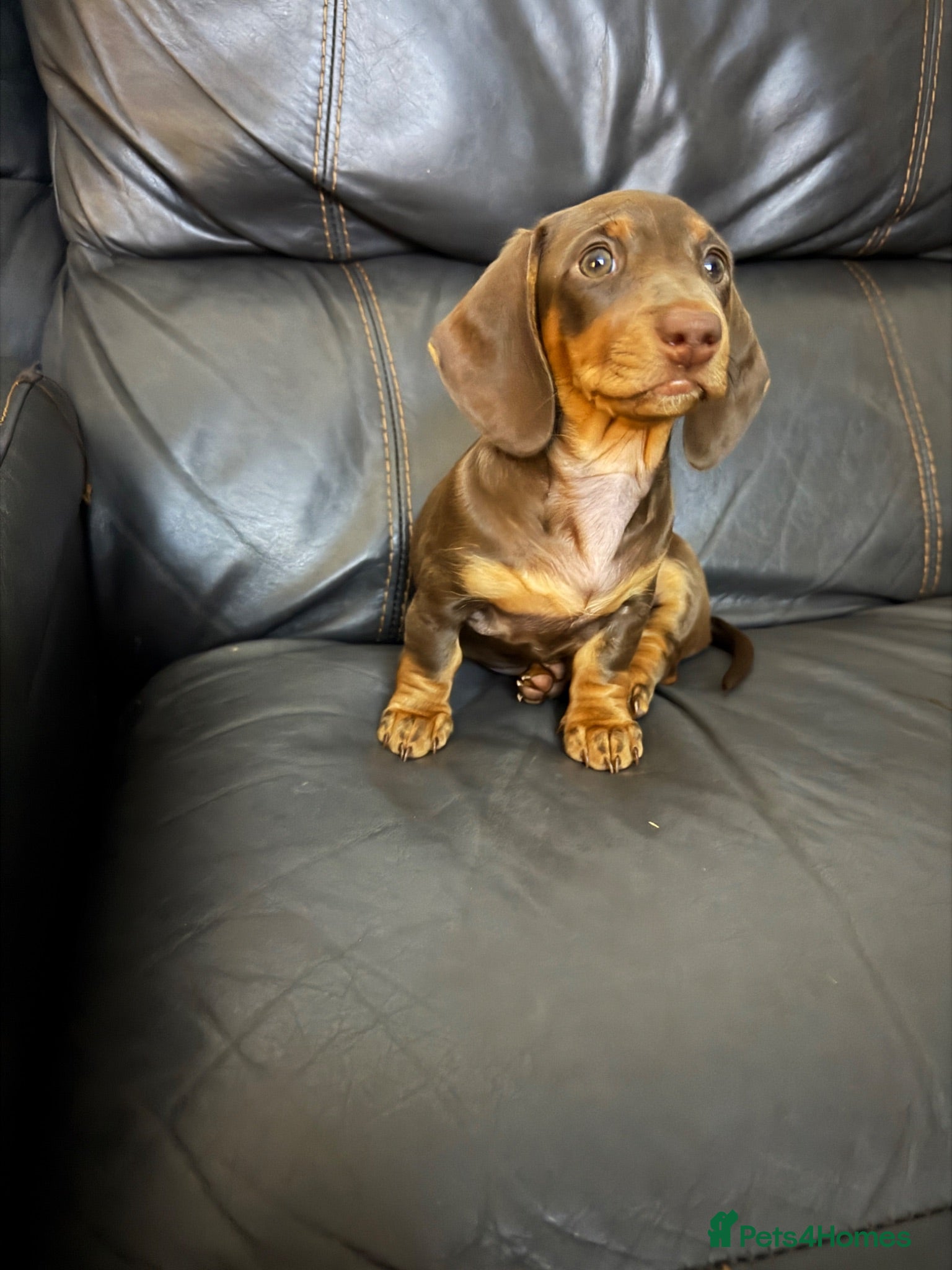 Miniature Dachshund dogs 🐾 Just One Beautiful Puppy Left! 🐾 - Advert 1