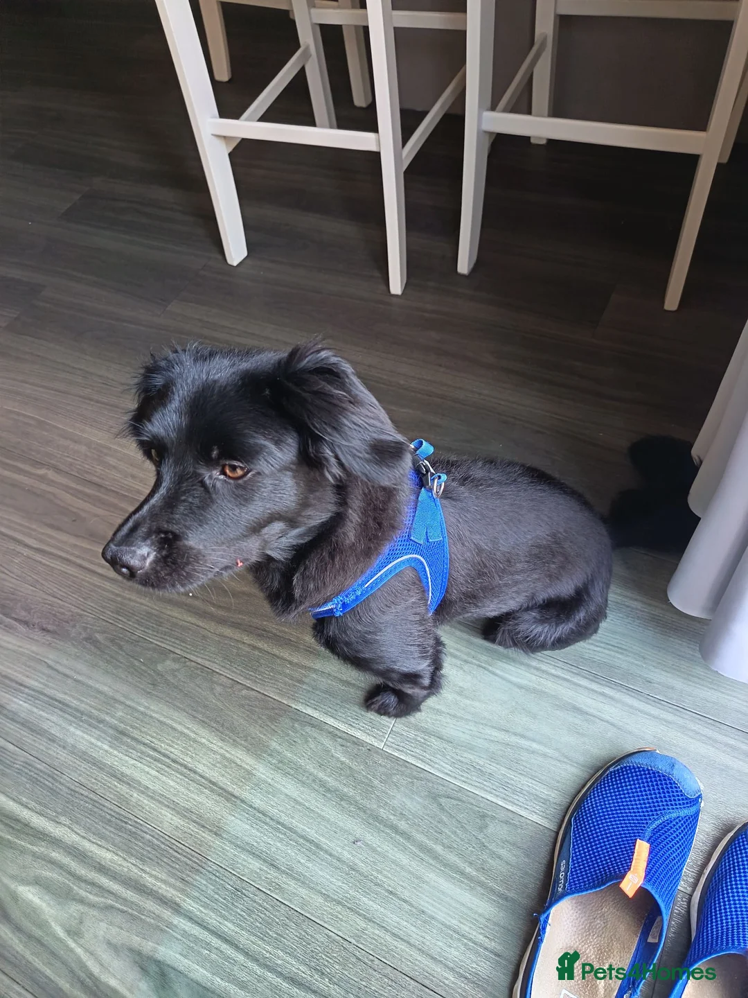 Mixed Breed dogs for sale: 10 month old Cockeranian - Advert 9
