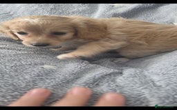 Cockapoo dogs for sale: BEAUTIFUL F1B COCKAPOO BABBIES  - Image 17