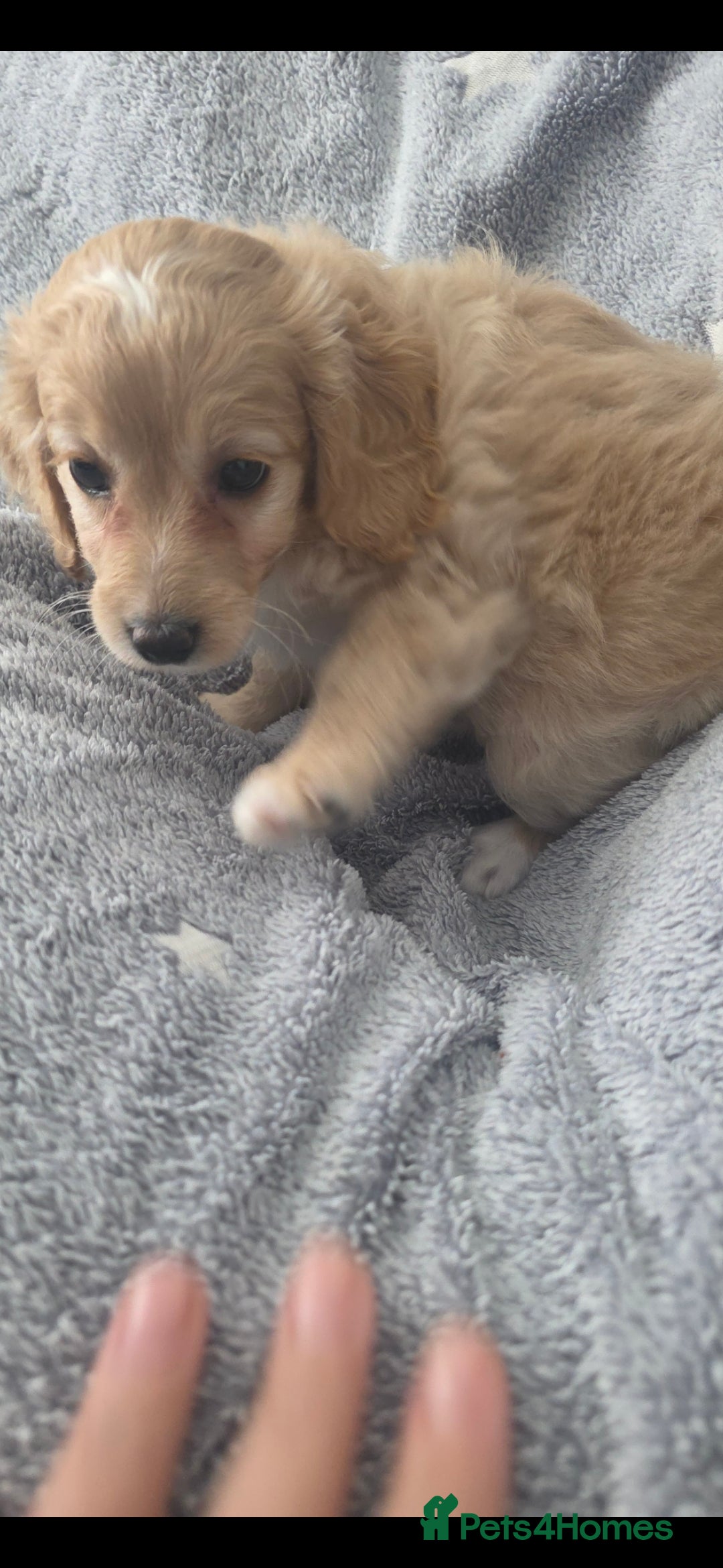 Cockapoo dogs for sale: BEAUTIFUL F1B COCKAPOO BABBIES  - Image 17