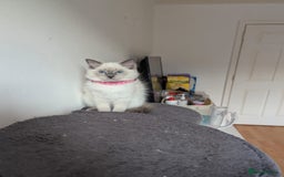 Ragdoll cats for sale:  Ragdoll kittens  - Image 24