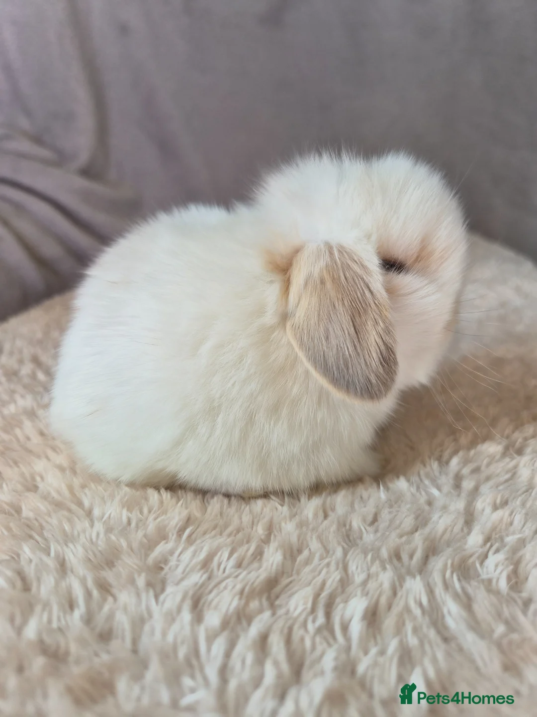 Mini Lop rabbits for sale: Baby Girl mini lops  in Durham - Advert 1