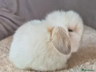 Mini Lop rabbits Baby mini lops available girl and boy - Advert 11
