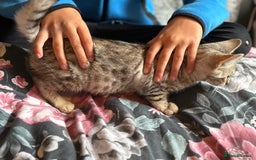Bengal cats for sale: Bengal kittens 15 weeks  - Image 4