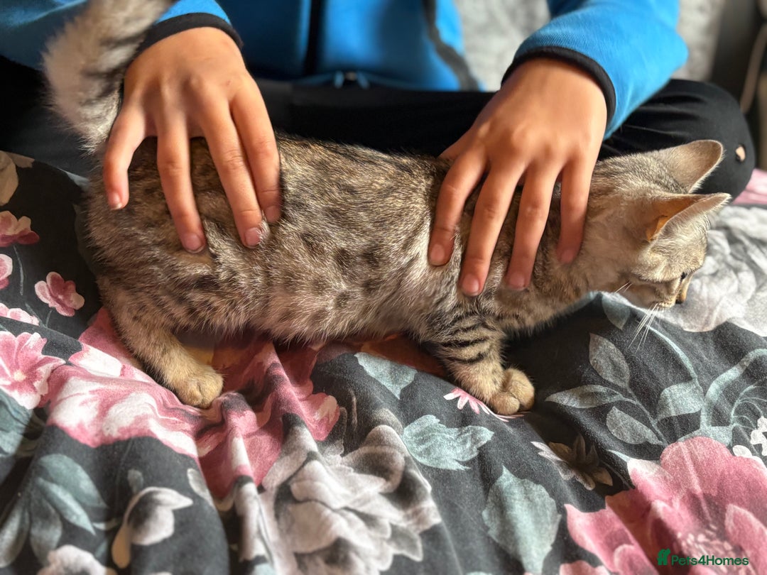 Bengal cats for sale: Bengal kittens 15 weeks  - Image 4