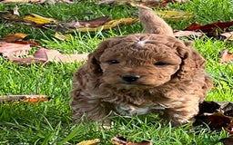 Cockapoo dogs for sale: F1b Toy Cockapoos 5⭐️ Licensed Breeder DNA Clear - Image 16