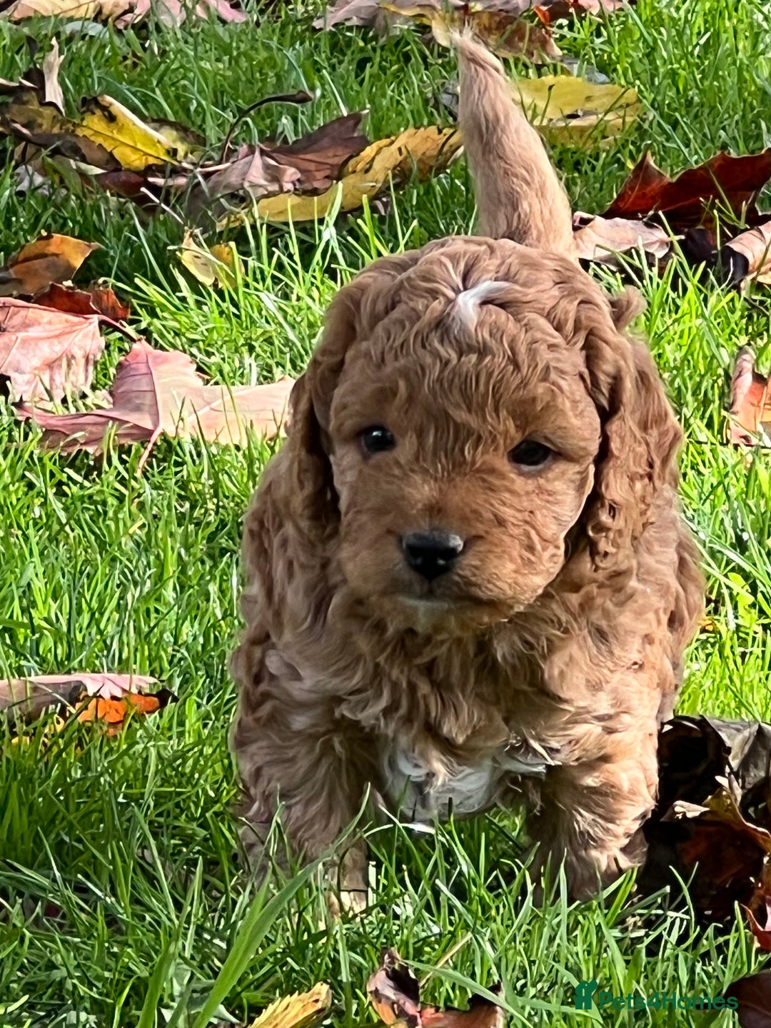 Cockapoo dogs for sale: F1b Toy Cockapoos 5⭐️ Licensed Breeder DNA Clear - Image 16