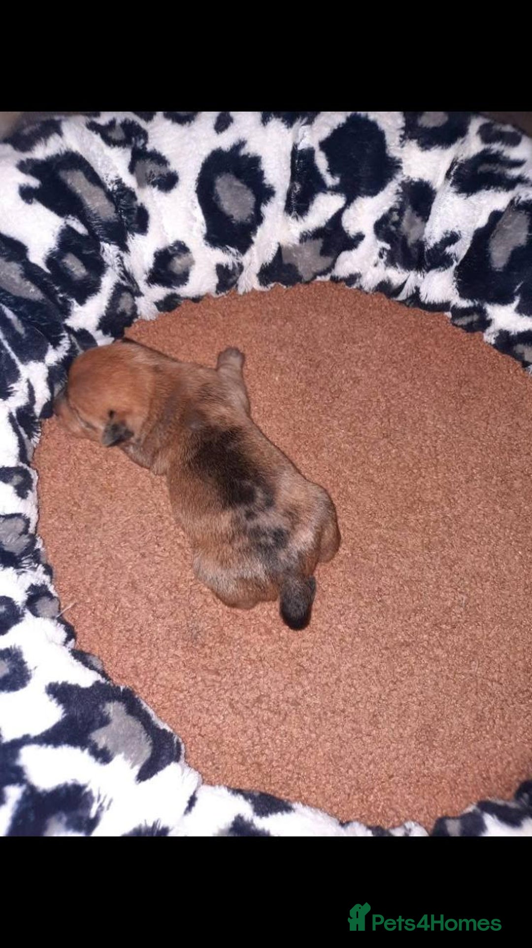 Jack Russell dogs for sale: Jack Russell puppies  - Image 5