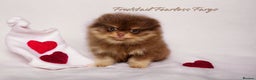 Pomeranian dogs for stud: 1.8kg Tiny Choco Carry Tan Blue Lilac DNA tested in Rotherham - Advert 33
