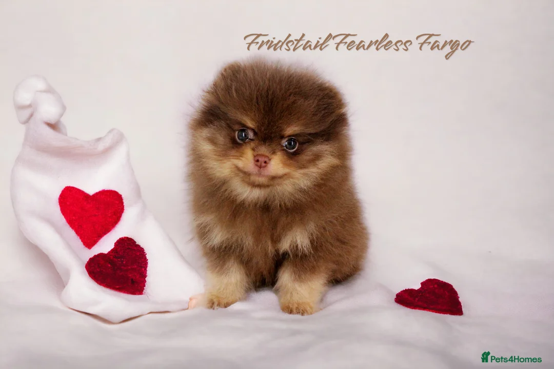 Pomeranian dogs for stud: 1.8kg Tiny Choco Carry Tan Blue Lilac DNA tested in Rotherham - Advert 33