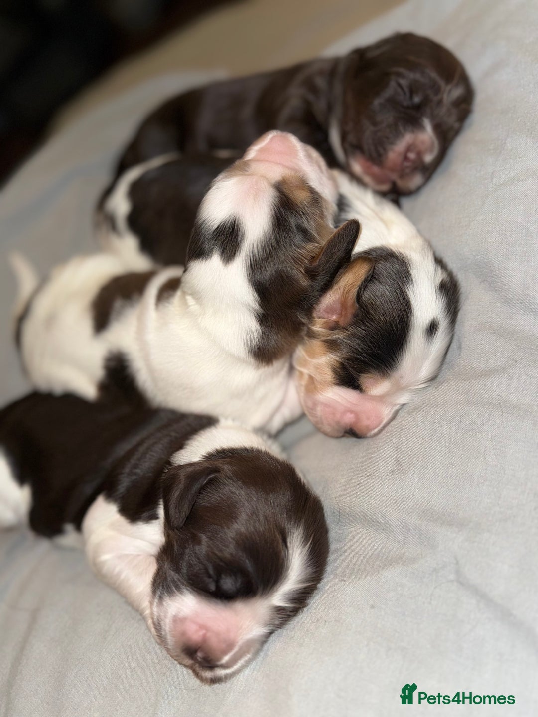 Cocker Spaniel dogs for sale: True to type Show Cocker Spaniels - KC reg parents - Advert 3