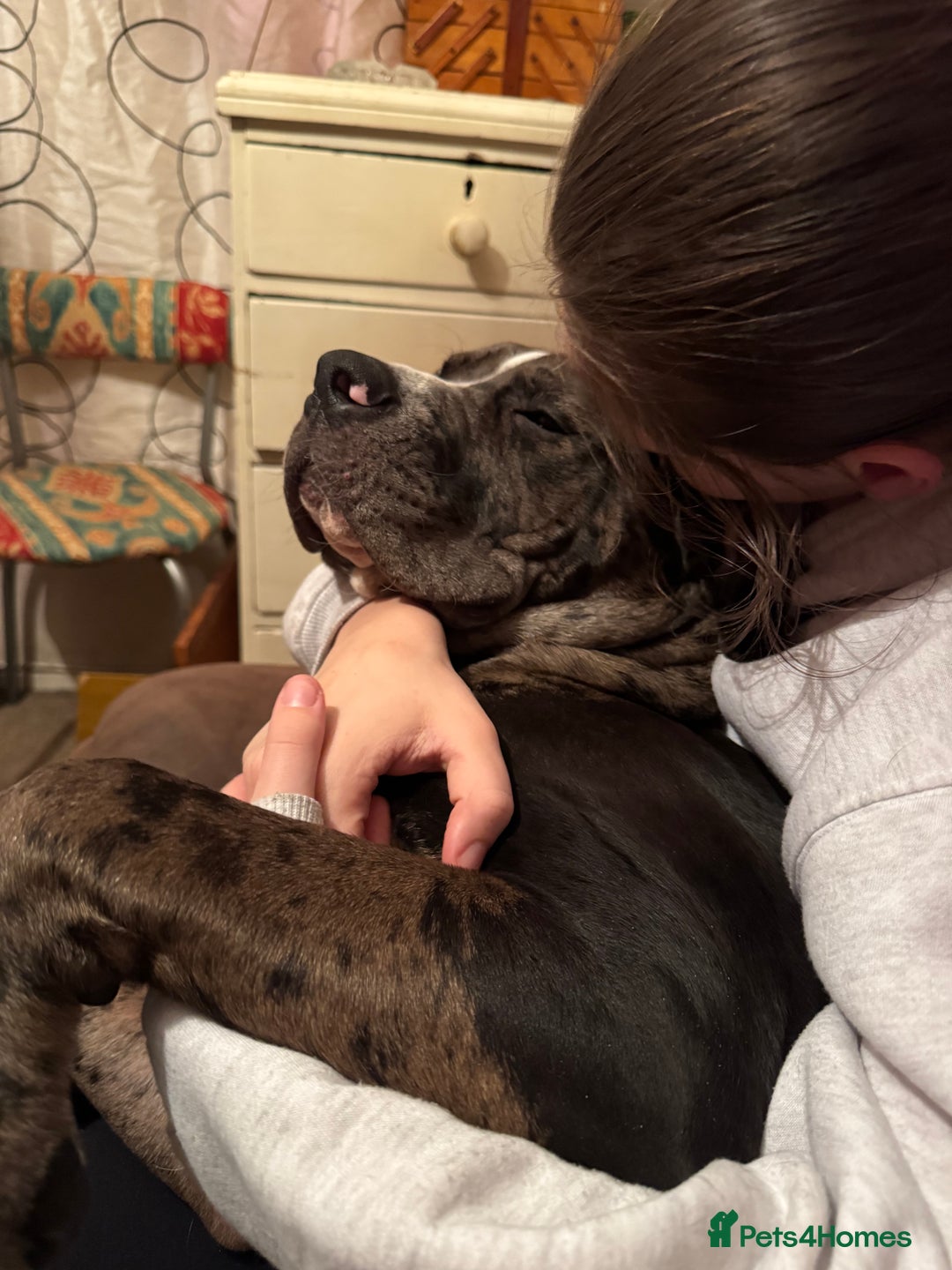 Mixed Breed dogs for sale: Rocco - Advert 12