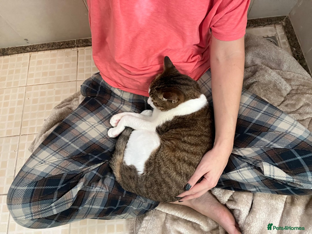 Mixed Breed cats for adoption: Old Soul Seeks Kind Hearted Human - Image 2