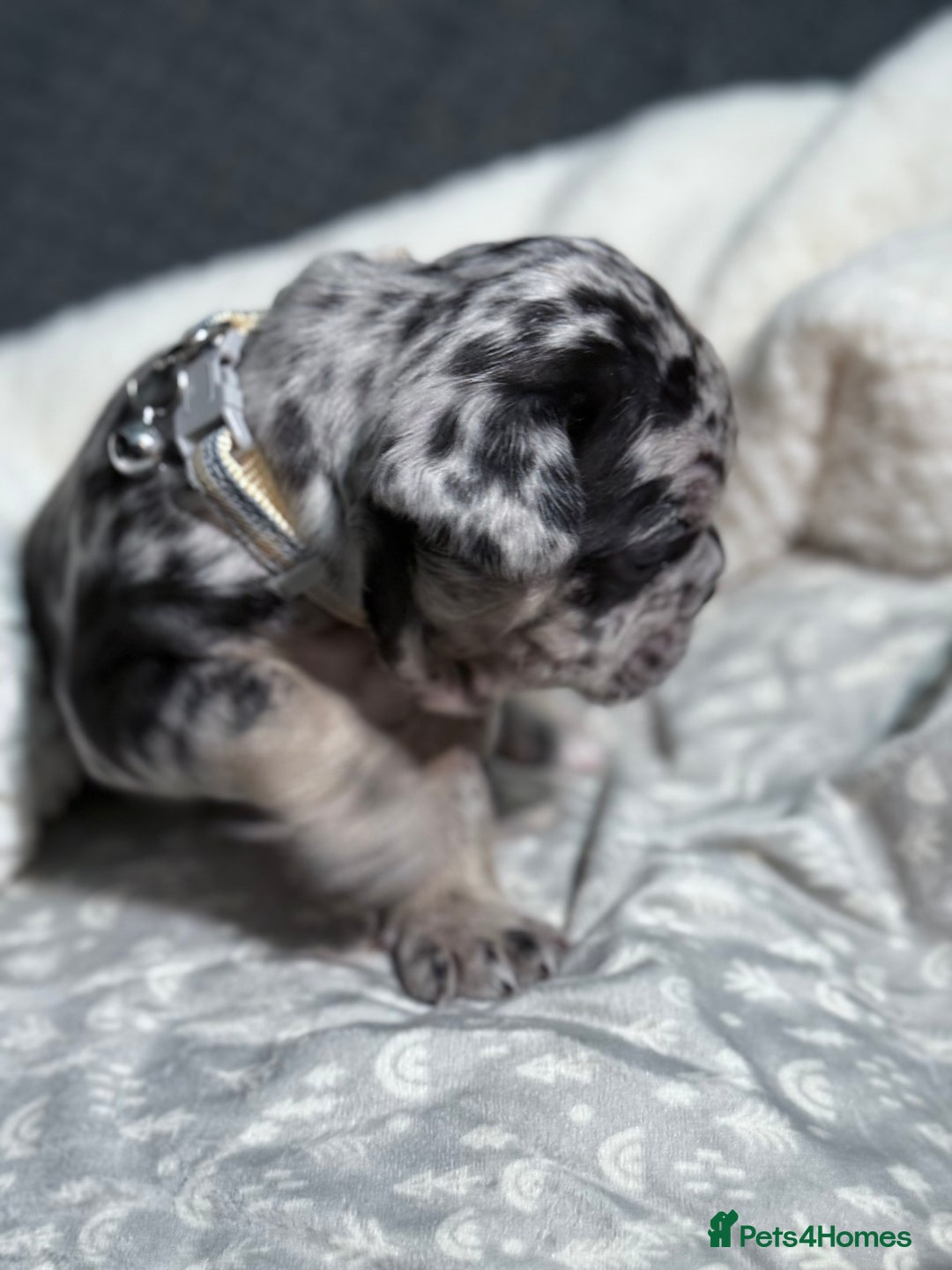 French Bulldog dogs for sale: French bulldog puppies for sale! - Advert 28