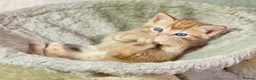Mixed Breed cats for sale: 2 Gorgeous Ginger Male Kittens - Advert 7