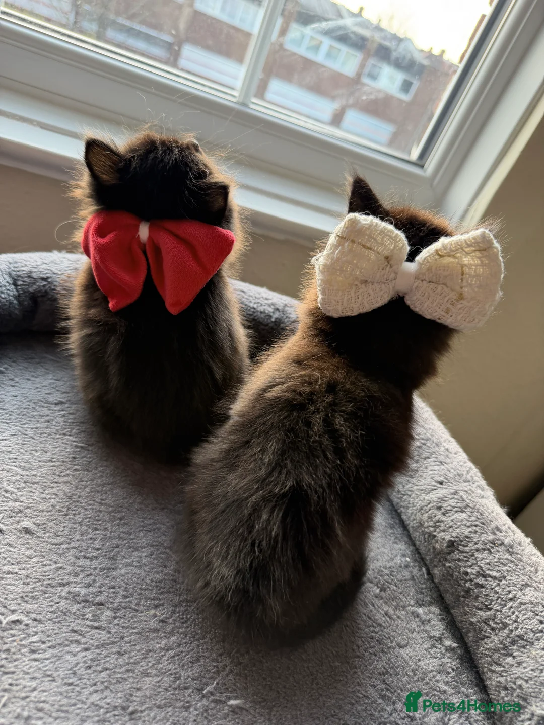 Mixed Breed cats for sale: Two Adorable Black Siberian Kittens for sale.  - Advert 3