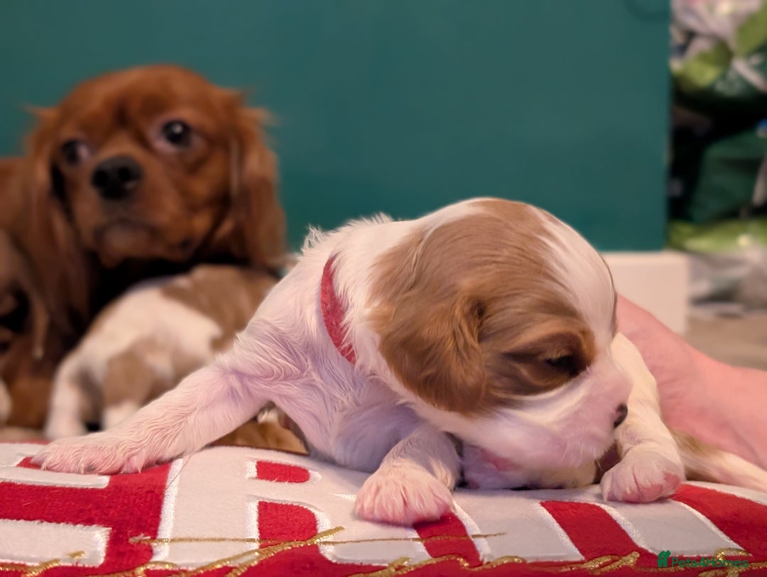 Cavalier King Charles Spaniel dogs for sale: Beautiful cavalier king Charles pups born 24/12 - Advert 16
