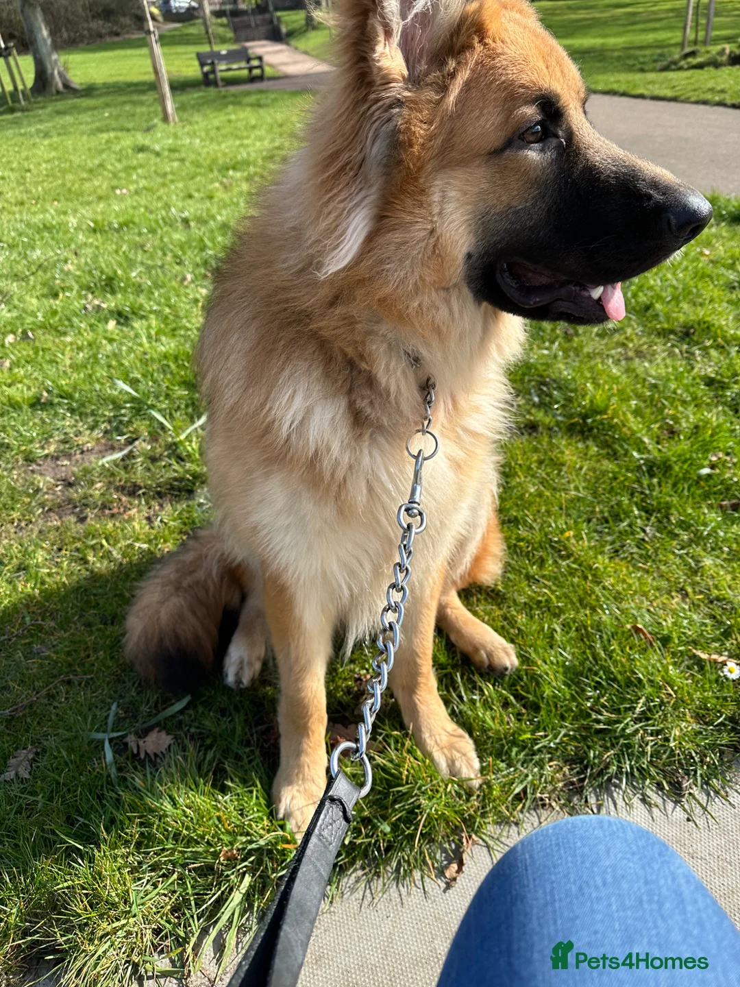German Shepherd dogs for sale: German shepherd male pup kc reg - Advert 6