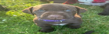 Purple collar 