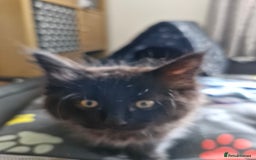 Maine Coon cats for sale: Maincoon x ragdoll  - Image 2