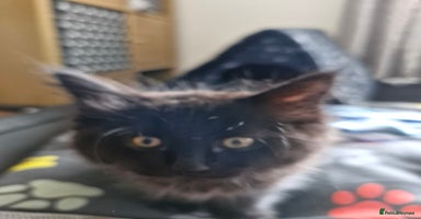 Maine Coon cats - Advert 8