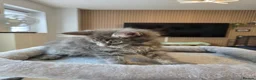 Maine Coon cats for sale: Maine coon kittens - Advert 6