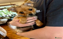Mixed Breed dogs for sale: Healthy happy puppies Pomeranian Yorkshire Terrier - Image 10