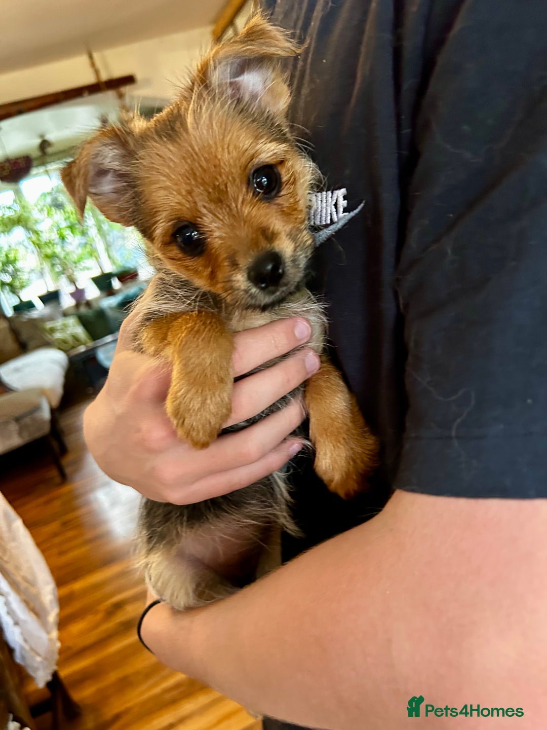Mixed Breed dogs for sale: Healthy happy puppies Pomeranian Yorkshire Terrier - Image 10