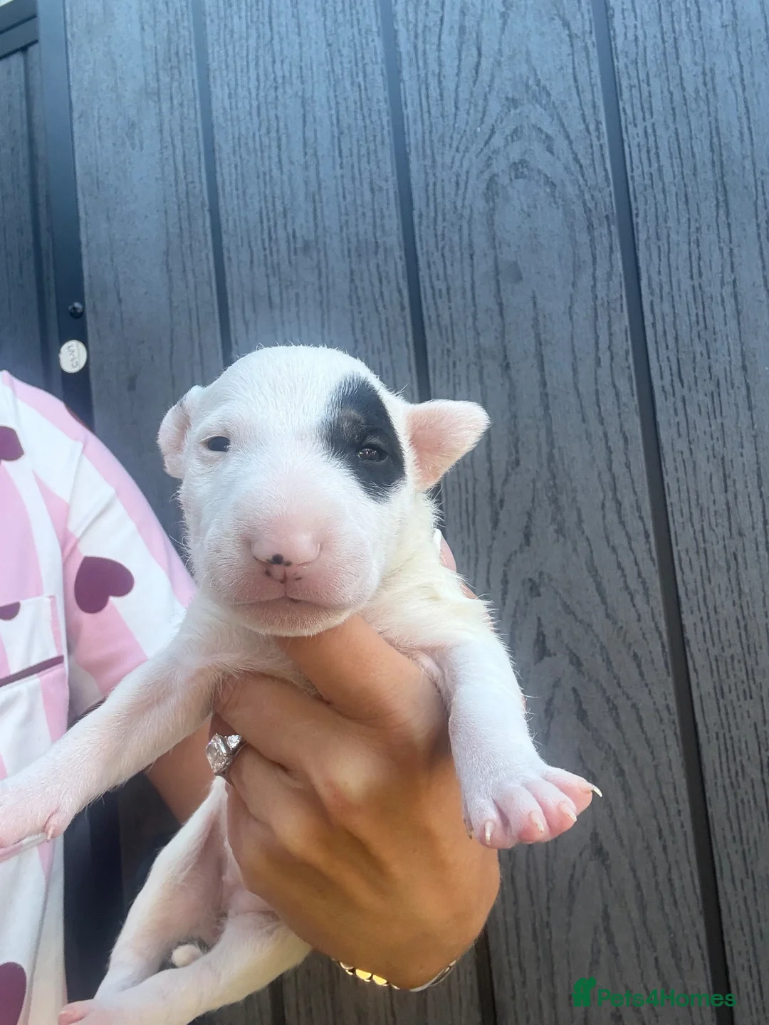 English Bull Terrier dogs for sale: English bull terrier puppies  - Advert 2