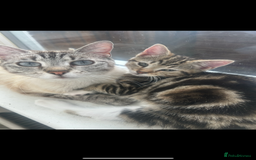 Mixed Breed cats for sale: Siamese cross kittens - Image 5
