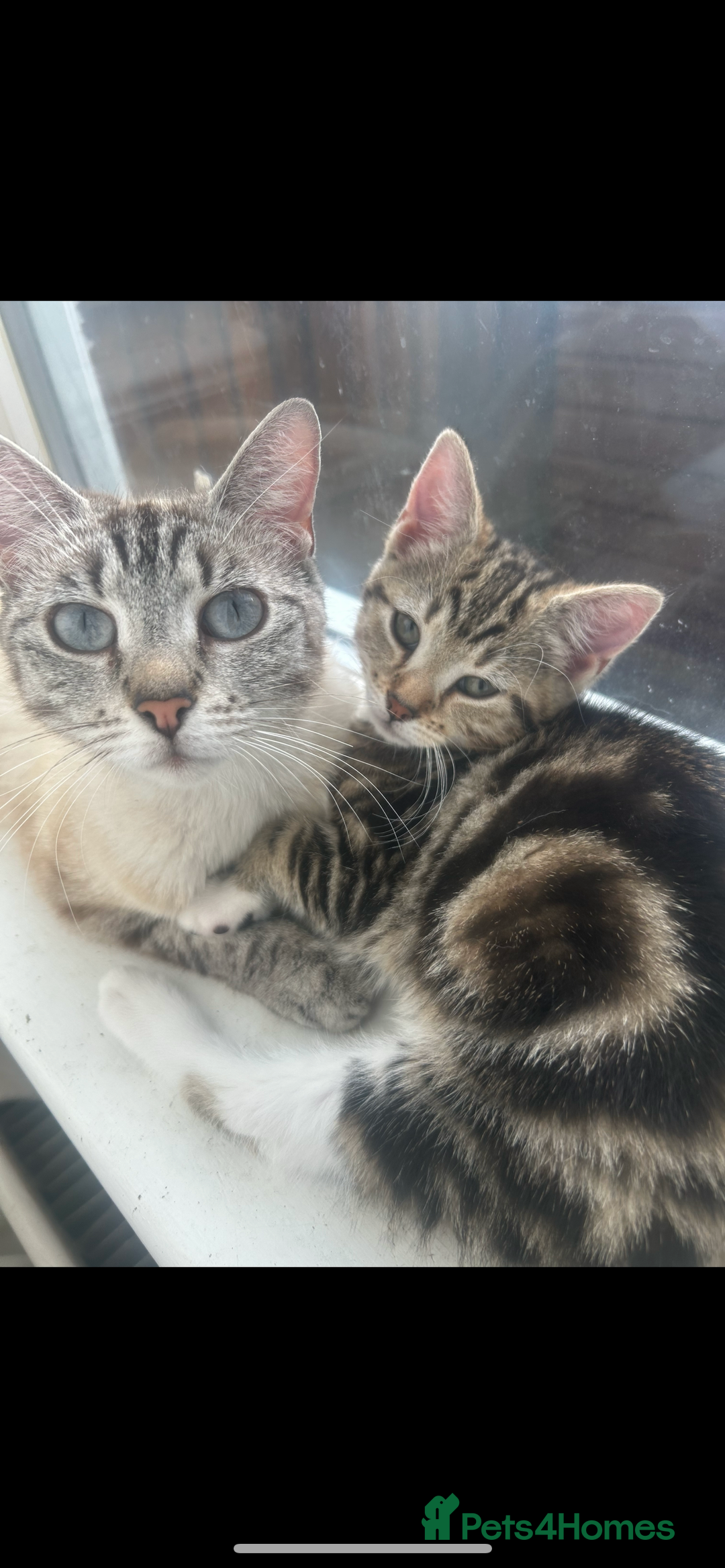Mixed Breed cats for sale: Siamese cross kittens - Image 5
