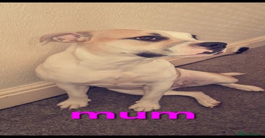 Mixed Breed dogs - Advert 3