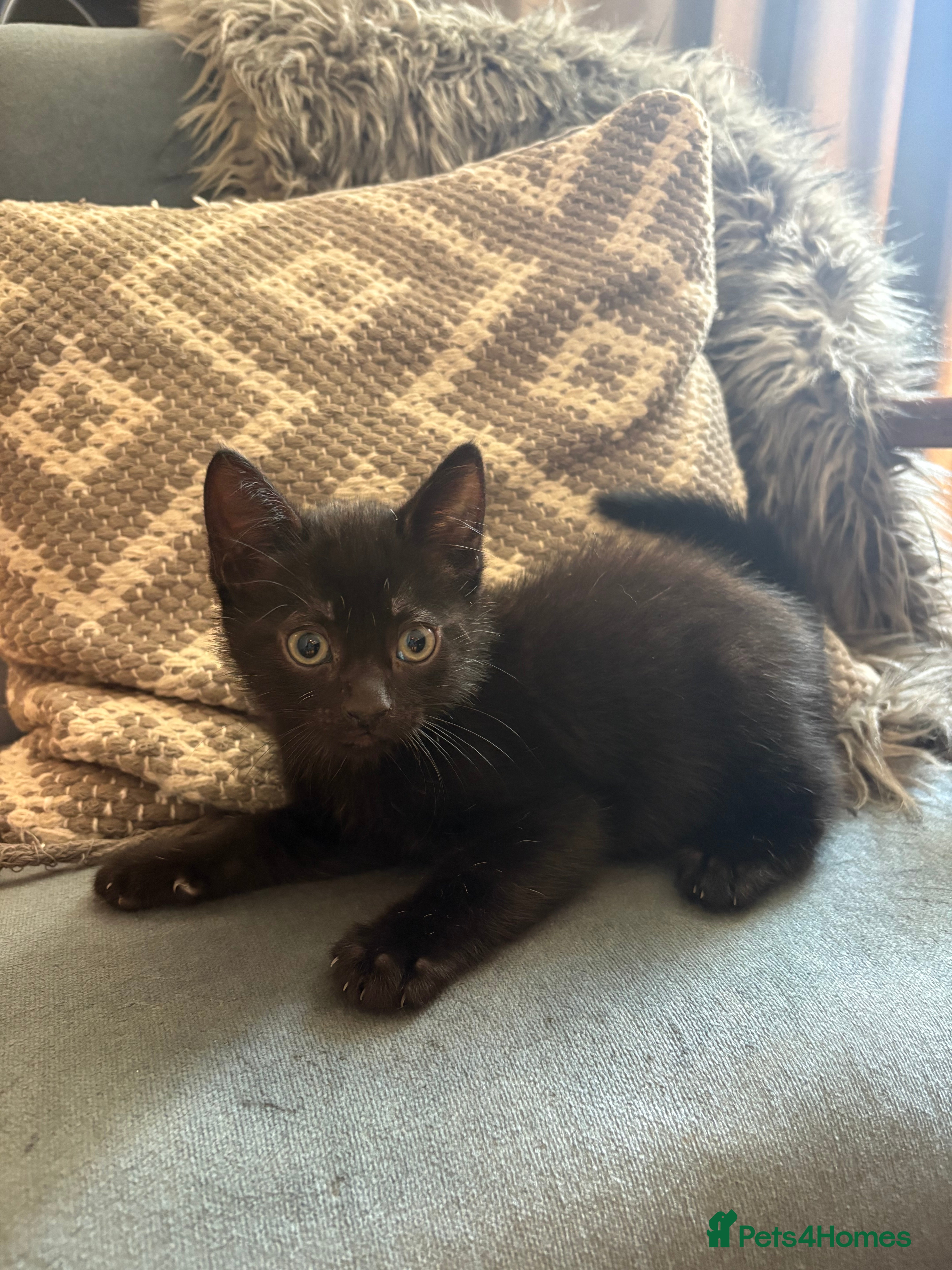 Mixed Breed cats Beautiful black playful Kittens - Advert 2