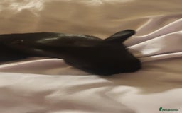 Mini Lion Lop rabbits for sale: 4 black baby mini lionlops  - Image 4