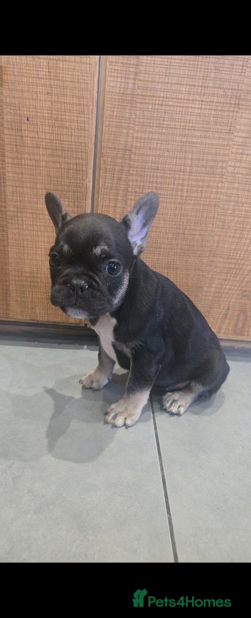 French Bulldog dogs for sale: French bulldog puppies  - Advert 7