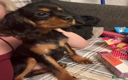 Cavalier King Charles Spaniel dogs for sale: Handsome Black and Tan boy - Image 9