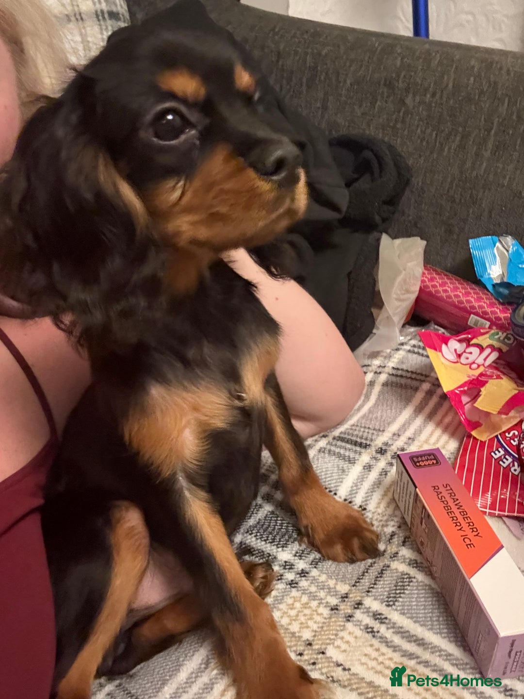 Cavalier King Charles Spaniel dogs for sale: Handsome Black and Tan boy - Image 9