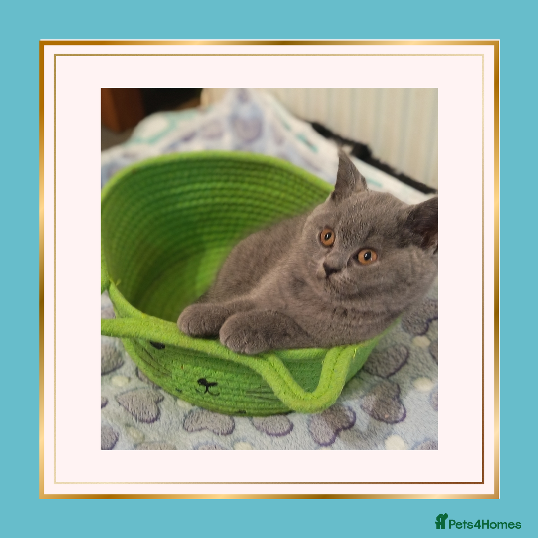 British Shorthair cats for sale: British Shorthair Kittens –Available now - Advert 4