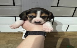 Beagle dogs for sale: Beautiful beagle puppies  - Advert 15