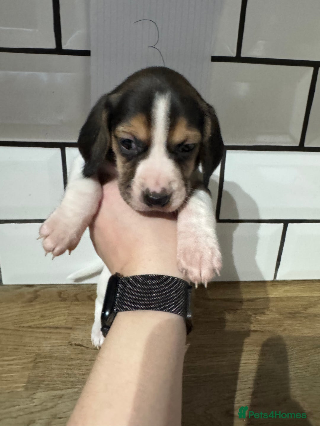 Beagle dogs for sale: Beautiful beagle puppies  - Advert 15