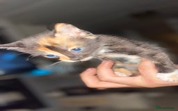 Mixed Breed cats for sale: Kitten’s for sale - Image 7