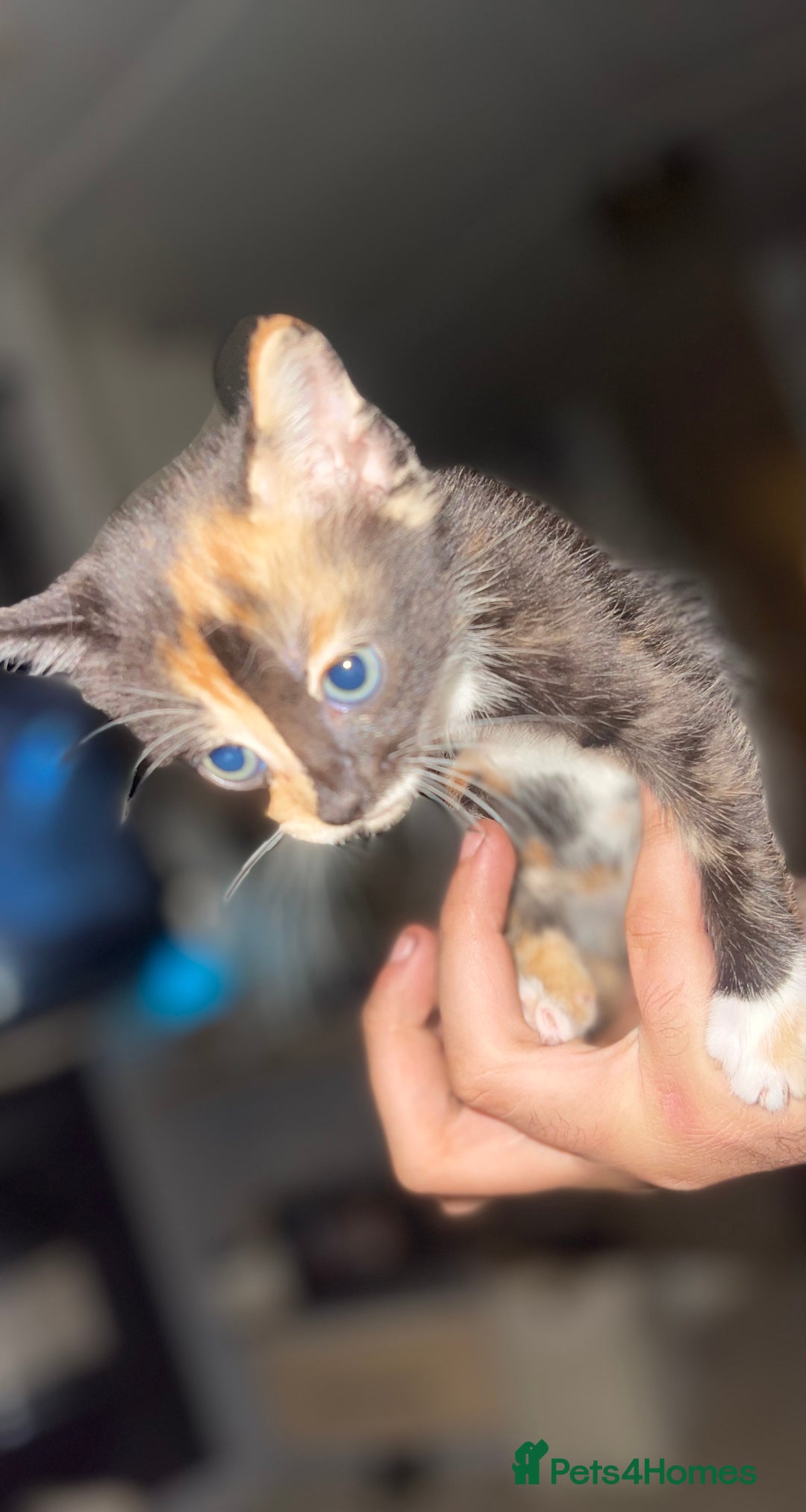 Mixed Breed cats for sale: Kitten’s for sale - Image 7