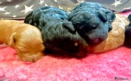 Cavapoo dogs for sale: 🐾Stunning F1B Cavapoo Puppies🐾 - Image 1