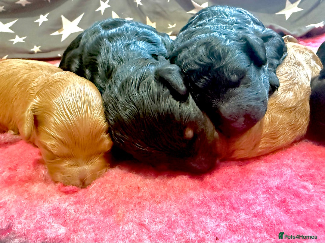 Cavapoo dogs for sale: 🐾Stunning F1B Cavapoo Puppies🐾 - Image 1