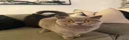British Shorthair cats for sale: TWO British Shorthair kittens 🐱  in Basildon - Advert 10