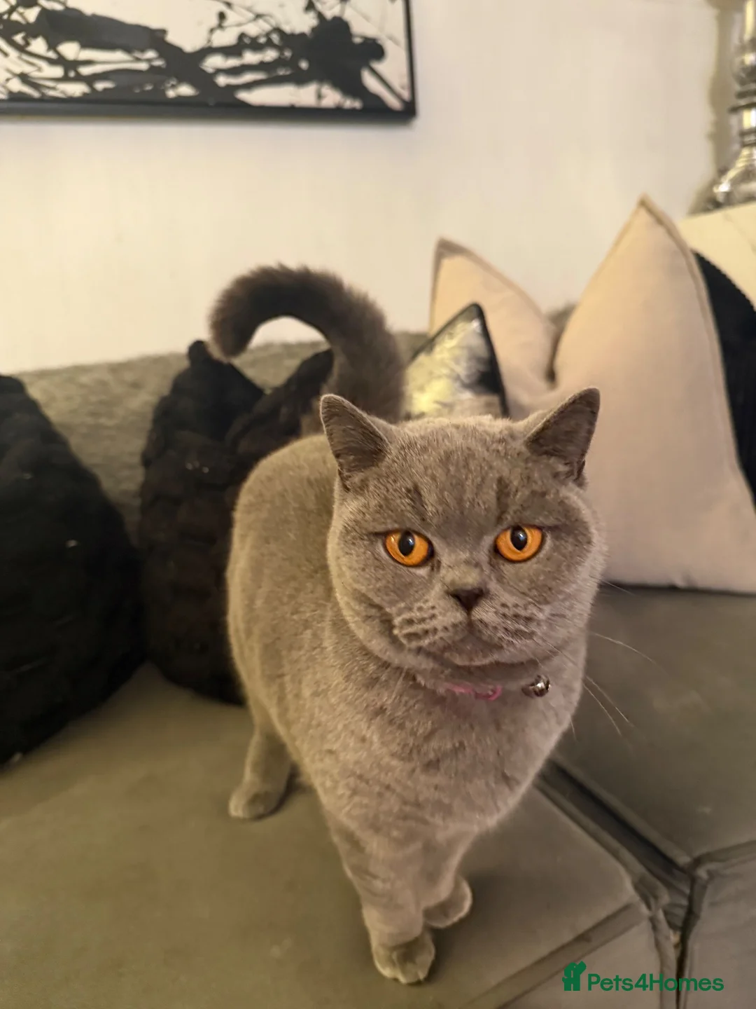 British Shorthair cats for sale: TWO British Shorthair kittens 🐱  in Basildon - Advert 10