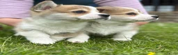 Welsh Corgi Pembroke dogs for sale: Pedigree Pembrokeshire Welsh Corgi Puppies - Advert 5